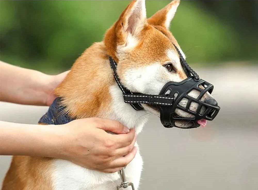 museliere chien calmeasydoggy shiba inu maitre caresse