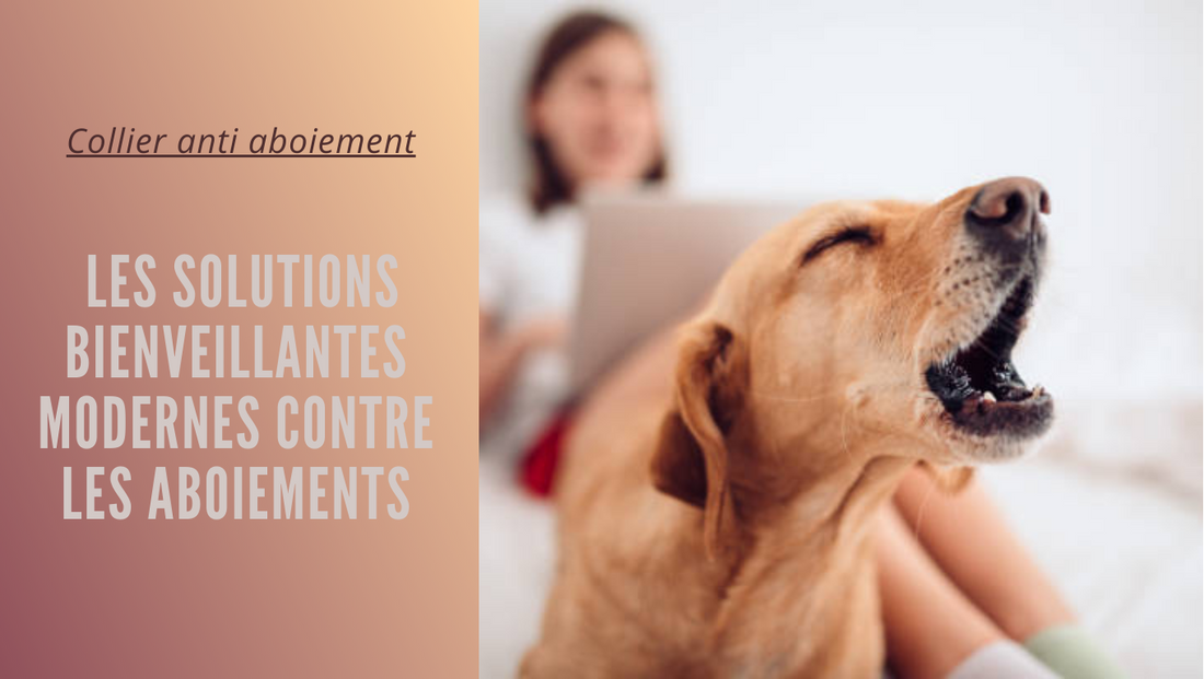 Collier anti aboiement : Les solutions bienveillantes modernes contre les aboiements