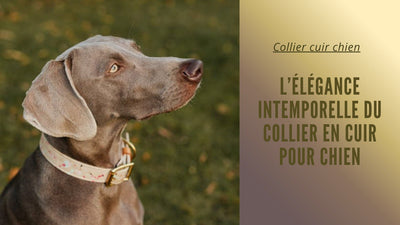 Collier chien cuir : L'élégance intemporelle du collier en cuir pour chien - Tout pour Papattes