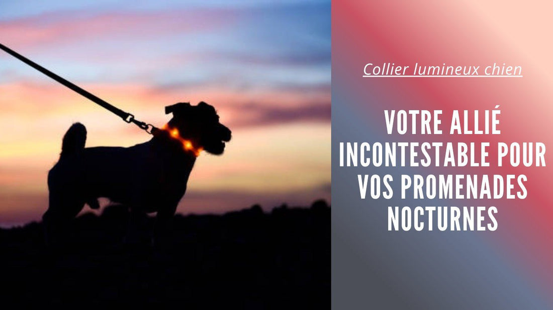 Collier lumineux chien : Votre allié incontestable pour vos promenades nocturnes - Tout pour Papattes