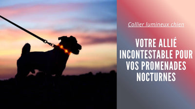 Collier lumineux chien : Votre allié incontestable pour vos promenades nocturnes - Tout pour Papattes