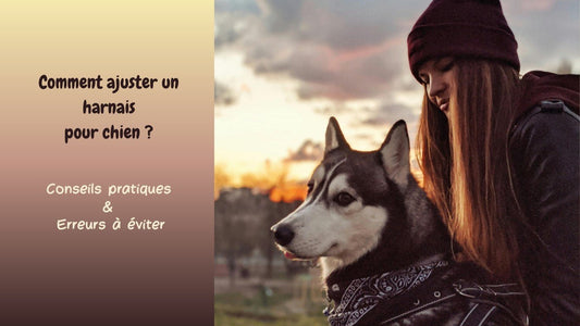 Comment ajuster un harnais pour chien :  conseils pratiques et erreurs à éviter