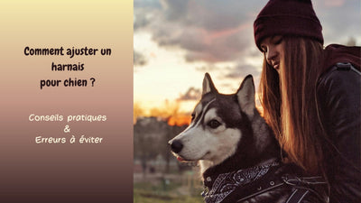 Comment ajuster un harnais pour chien :  conseils pratiques et erreurs à éviter