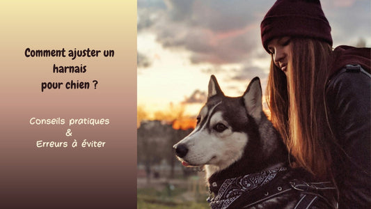 Comment ajuster un harnais pour chien :  conseils pratiques et erreurs à éviter