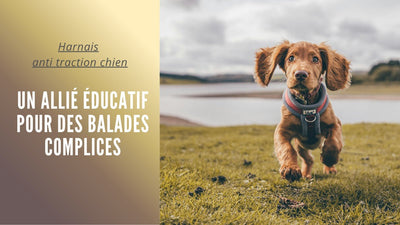 Harnais anti traction chien : Un allié éducatif pour des balades complices - Tout pour Papattes