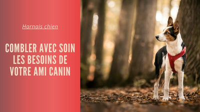 Harnais chien : Combler avec soin les besoins de votre ami canin - Tout pour Papattes