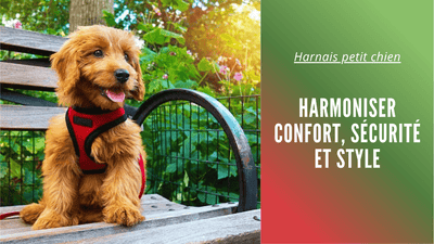 Harnais petit chien : Harmoniser confort, sécurité et style - Tout pour Papattes