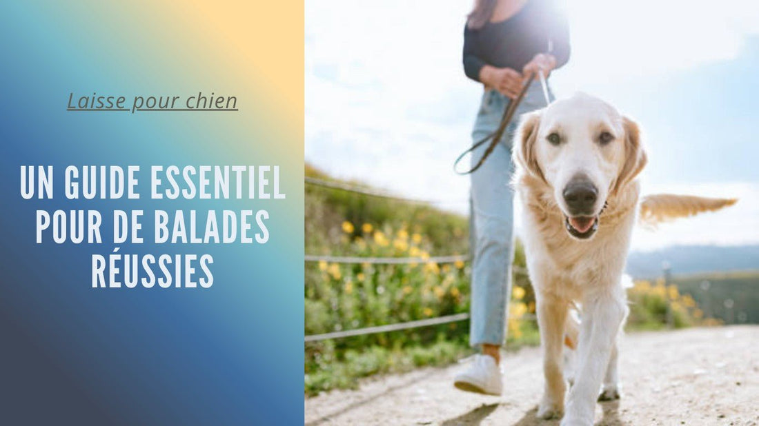 Laisse pour chien : Un guide essentiel pour des balades réussies. - Tout pour Papattes