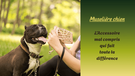 museliere chien zenitude du chien devant maitresse qui lui enfile sa museliere