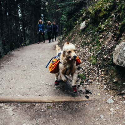 golden retriever avec equipement en randonnee en montagne avec trois humains qui le suivent dans la balade