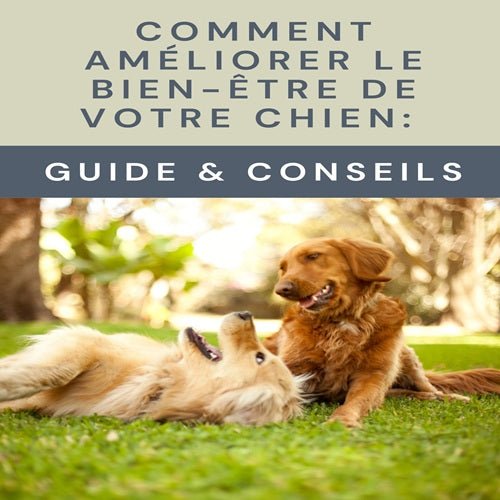 comment ameliorer le bien etre de votre chien guide complet