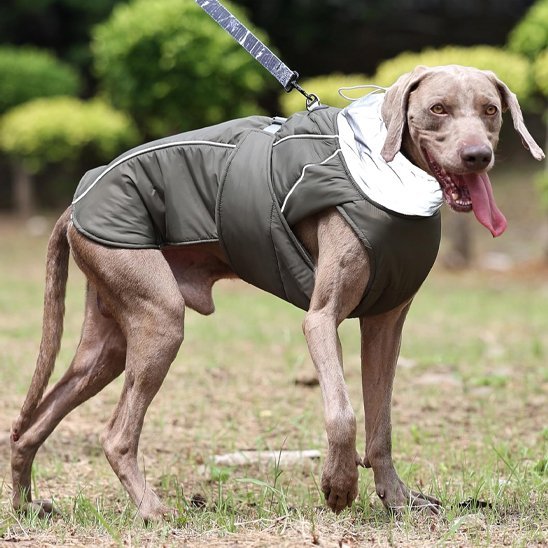 chien manteau streetcol gris weimaraner dehors debout en laisse
