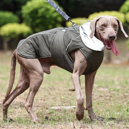 chien manteau streetcol gris weimaraner dehors debout en laisse