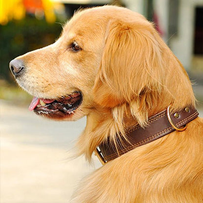 collier chien cuir sweetleather brun golden