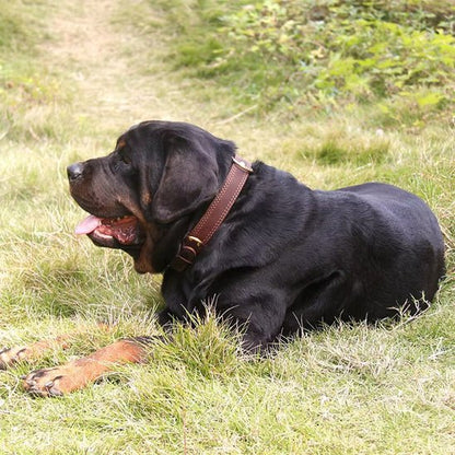 collier chien cuir sweetleather brun rottweiler repos