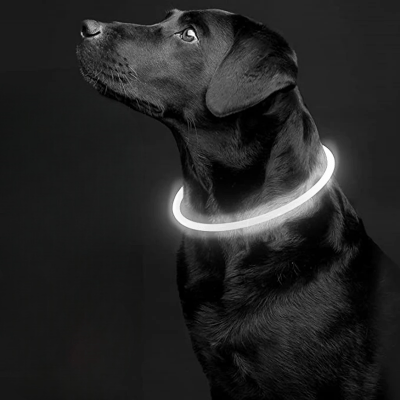 Collier Chien - DogCollarLight™ - Blanc - Tout pour Papattes