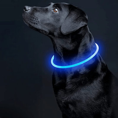 Collier Chien - DogCollarLight™ - Bleu - Tout pour Papattes