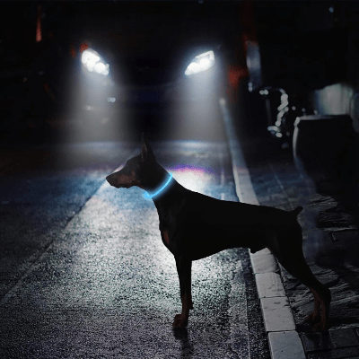 Collier Chien - DogCollarLight™ - Bleu - Tout pour Papattes