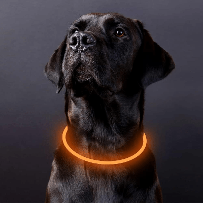 Collier Chien - DogCollarLight™ - Jaune - Tout pour Papattes