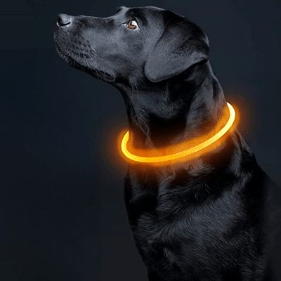 Collier Chien - DogCollarLight™ - Orange - Tout pour Papattes