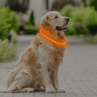 Collier Chien - DogCollarLight™ - Orange - Tout pour Papattes
