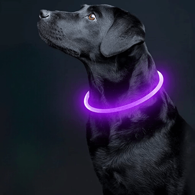 Collier Chien - DogCollarLight™ - Rose - Tout pour Papattes