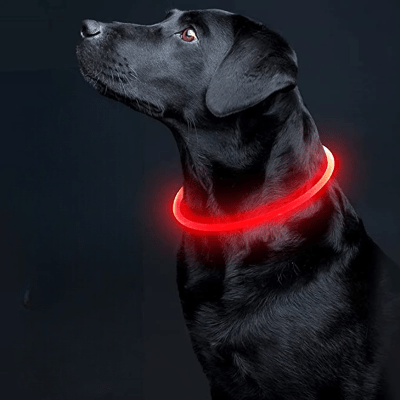Collier Chien - DogCollarLight™ - Rouge - Tout pour Papattes
