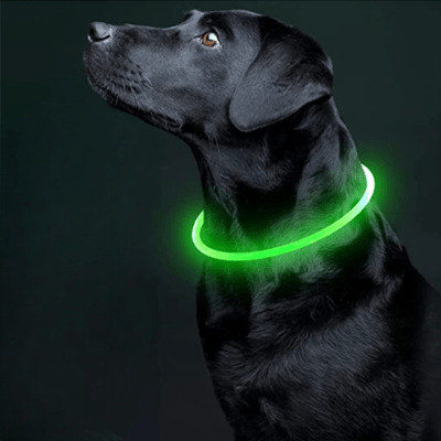 Collier Chien - DogCollarLight™ - Vert - Tout pour Papattes