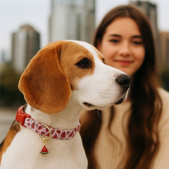 collier chien fruitycharm beagle avec maitresse fraise