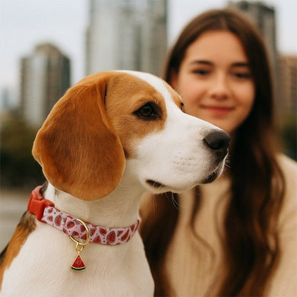 collier chien fruitycharm beagle avec maitresse fraise