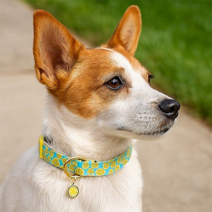 collier chien fruitycharm jack russel regard calme citron