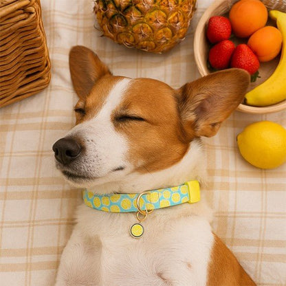 collier chien fruitycharm jack russell sur le dos relaxe citron