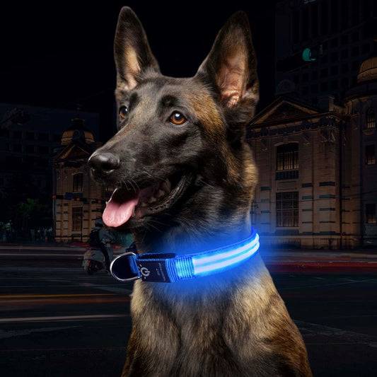 Collier Chien - LEDCollarDog™ - Bleu - Tout pour Papattes