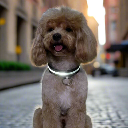Collier Chien - LEDCollarDog™ - Noir - Tout pour Papattes