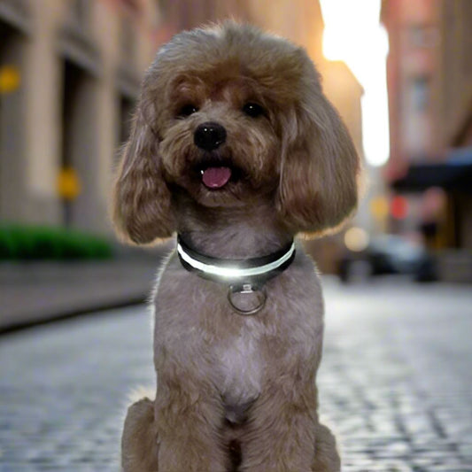 Collier Chien - LEDCollarDog™ - Noir - Tout pour Papattes