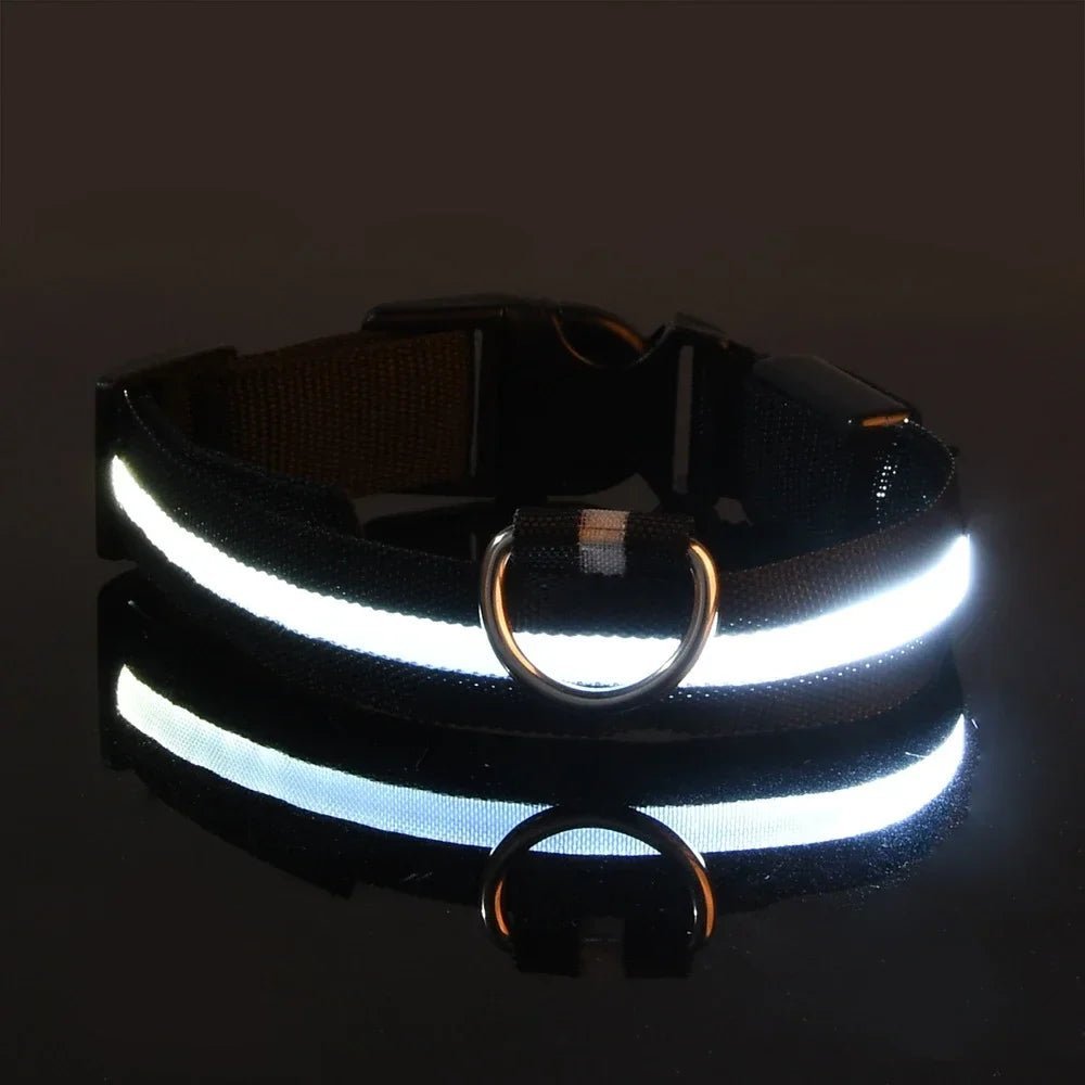 Collier Chien - LEDCollarDog™ - Noir - Tout pour Papattes