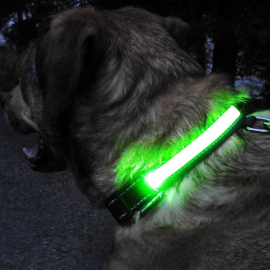 Collier Chien - LEDCollarDog™ - Vert - Tout pour Papattes