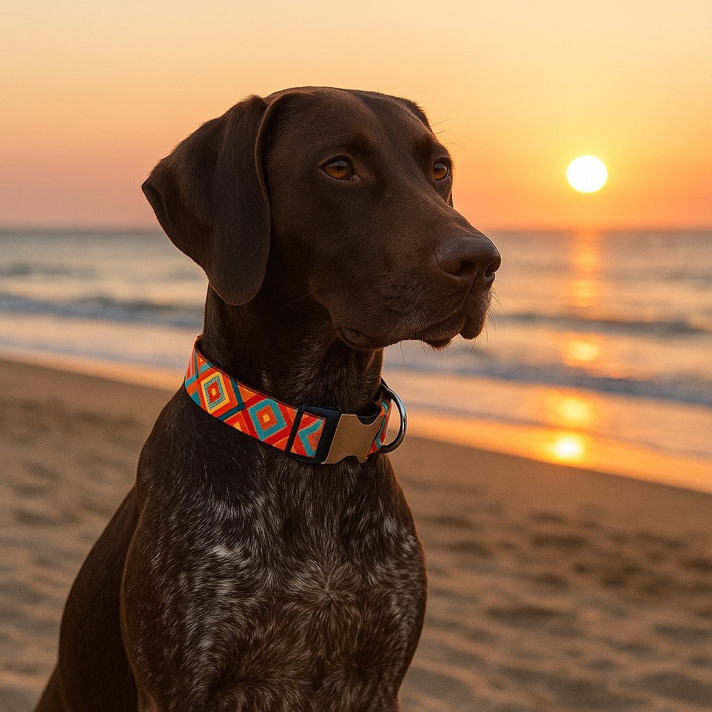collier chien reve boheme orange braque brun plage soleil couchant