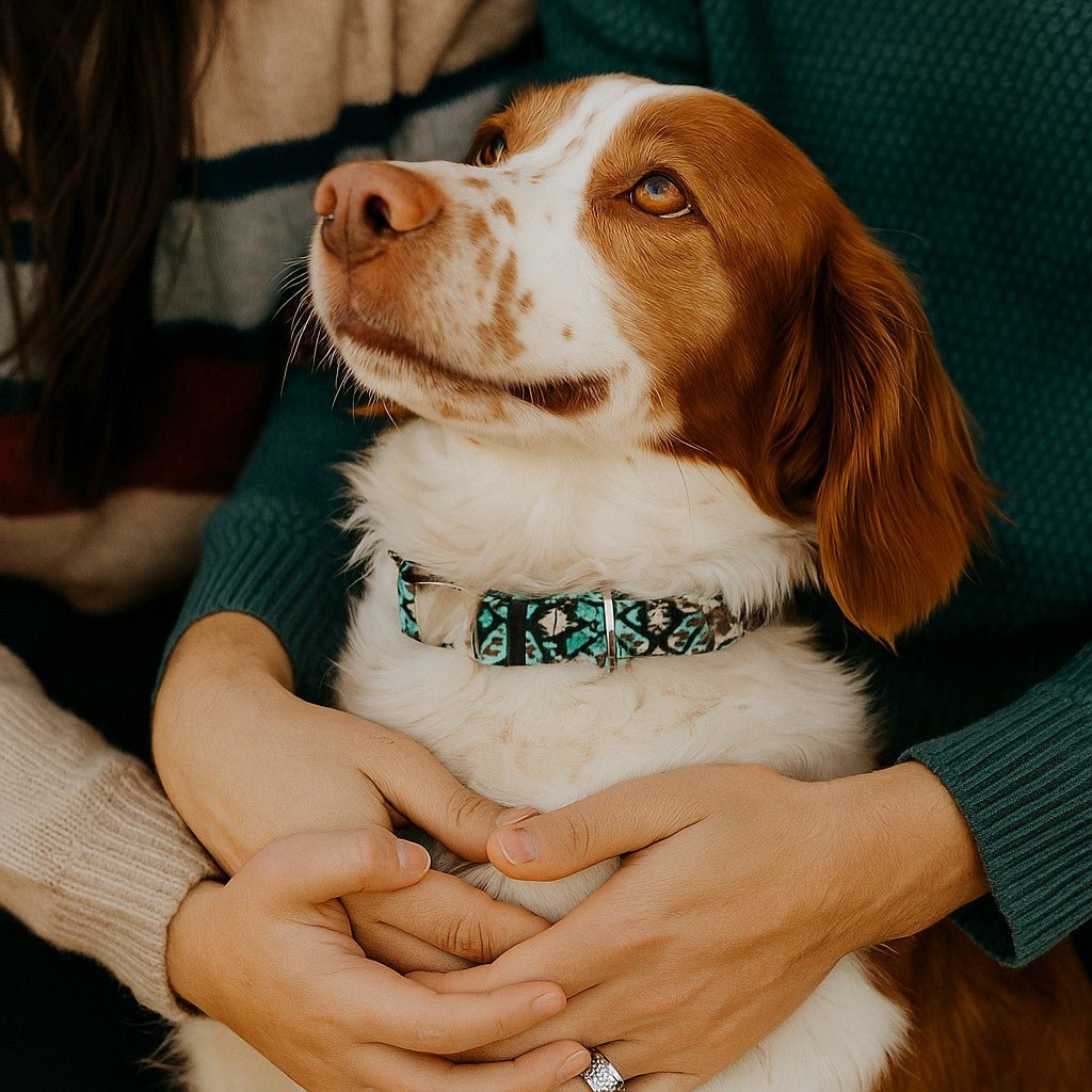 collier chien reve boheme turquoise epagneul breton maitres regard amoureux