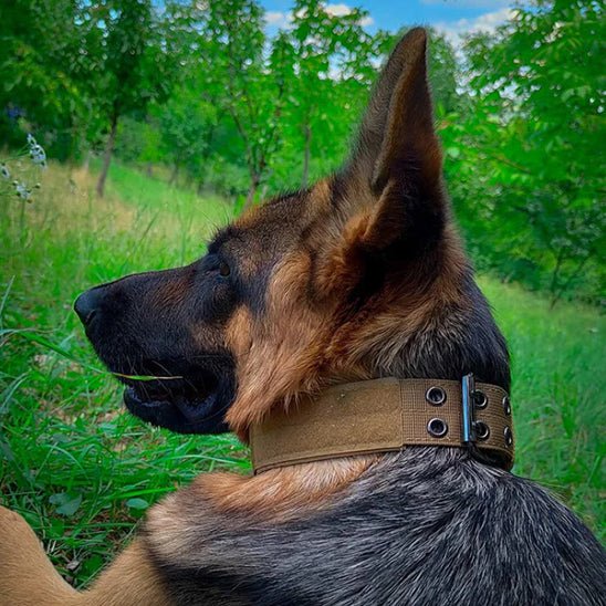 collier chien tacticalcollar berger allemand relaxe hautes herbes