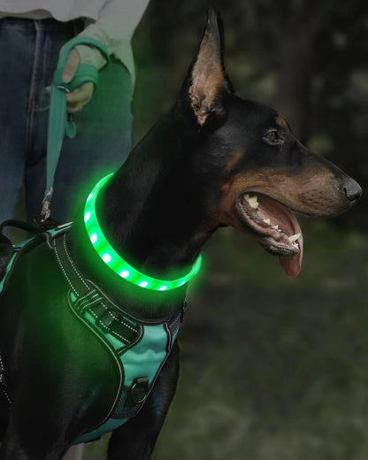 collier lumineux chien shiningcollar dobermann vert en balade