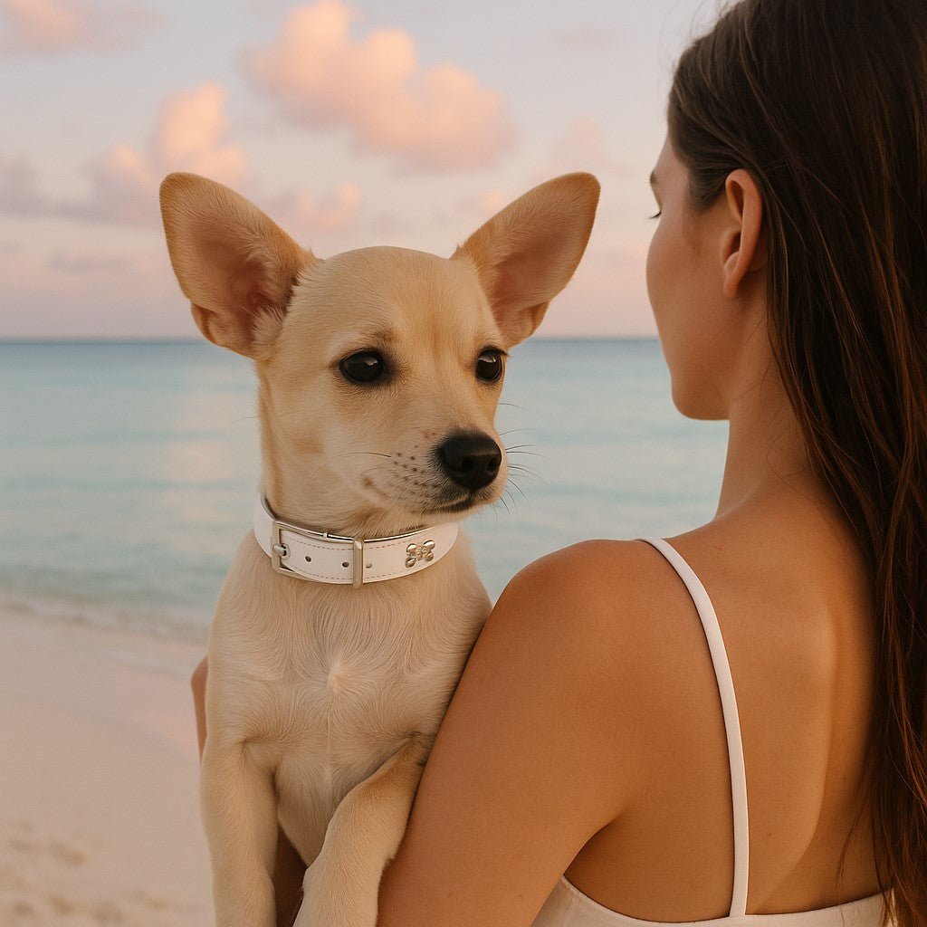 collier pour chien leatherbonecollar chihuahua maitresse plage