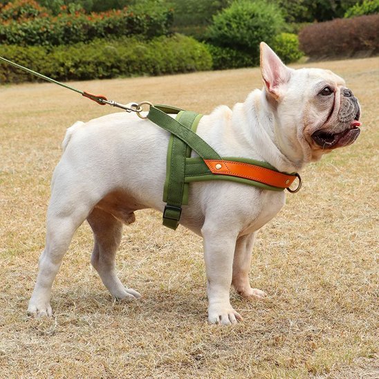 harnais anti traction chien easywalker vert militaire bouledogue francais parc a chien profil droit