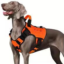 harnais chien anti traction horizon k9 orange