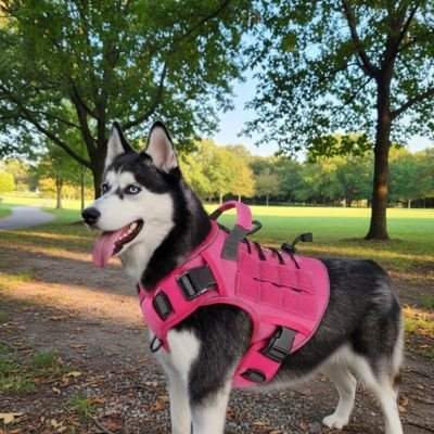 harnais chien anti traction horizon k9 rose husky sur chemin de randonnee dans un parc