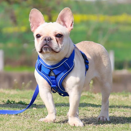 harnais chien tinymeddoggy bleu bouledogue francais