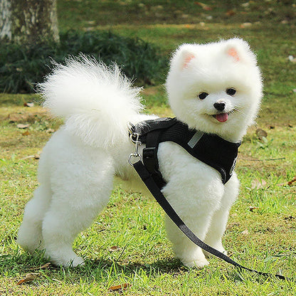 Harnais Petit Chien - DogHarnessLeadLeash™ - Noir - Tout pour Papattes