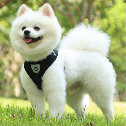 Harnais Petit Chien - DogHarnessLeadLeash™ - Noir - Tout pour Papattes