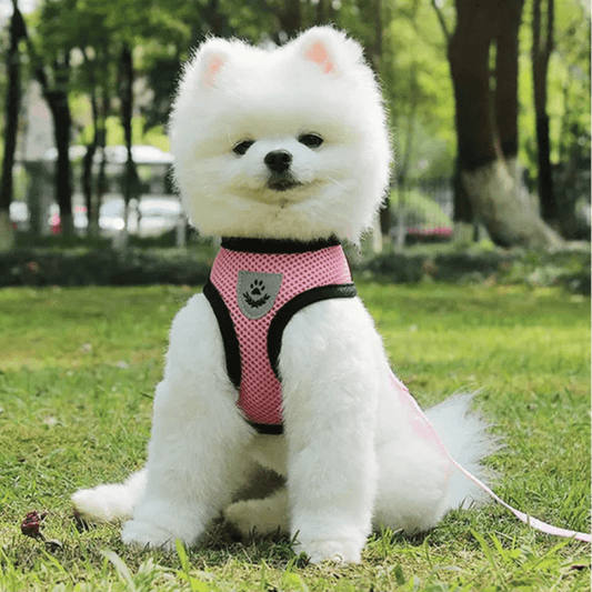 Harnais Petit Chien - DogHarnessLeadLeash™ - Rose - Tout pour Papattes