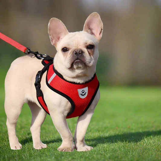 Harnais Petit Chien - DogHarnessLeadLeash™ - Rouge - Tout pour Papattes